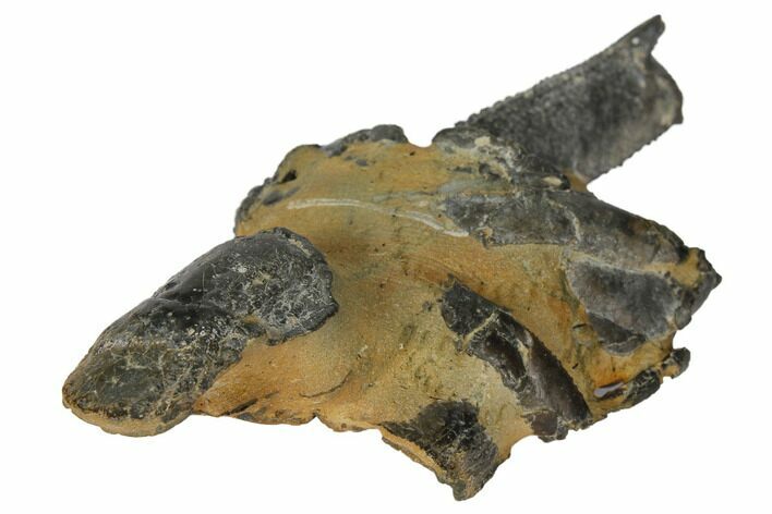 Fossil Mud Lobster (Thalassina) - Australia #109286